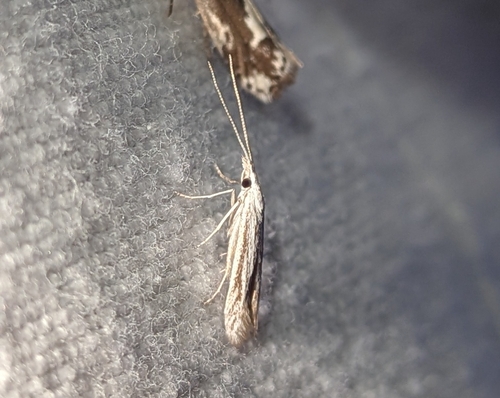 Coleophora discostriata photo 3