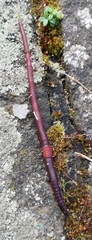Lumbricus