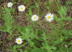 Aphanostephus ramosissimus