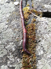 Lumbricus