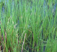 Lestes forficula
