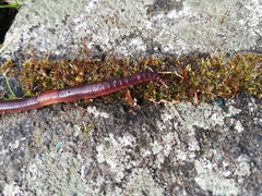 Lumbricus