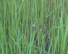 Lestes forficula