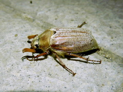 Melolontha pectoralis