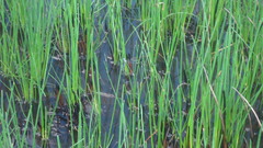 Lestes forficula