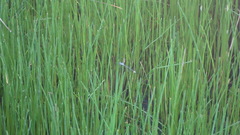 Lestes forficula