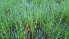 Lestes forficula