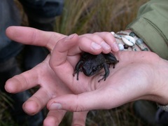 Pristimantis buckleyi