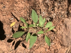Physalis virginiana