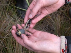 Pristimantis buckleyi