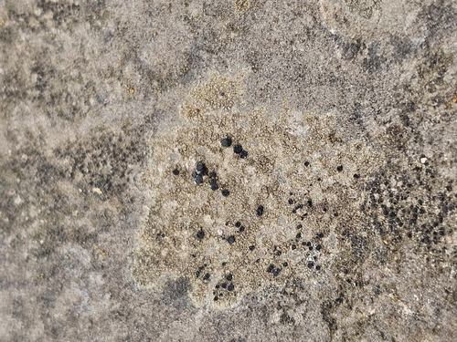 Frosted Grain-spored Lichen