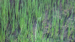 Lestes forficula