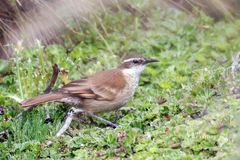 Cinclodes albidiventris