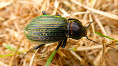 Carabus morbillosus