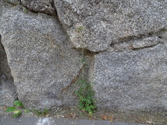 Centranthus calcitrapae