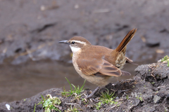 Cinclodes albidiventris