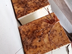 Acanthophrynus coronatus