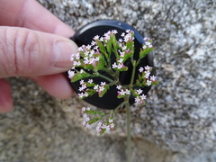 Centranthus calcitrapae