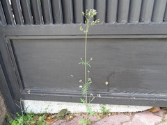 Centranthus calcitrapae