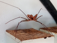 Acanthophrynus coronatus