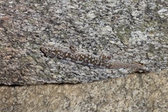 Phyllodactylus xanti