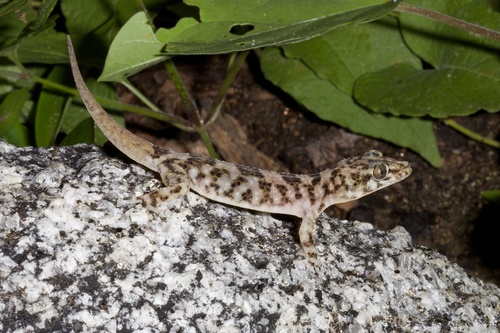 Xantus Leaf-toed Gecko