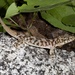 Xantus Leaf-toed Gecko - Photo (c) Bradford Hollingsworth, some rights reserved (CC BY-NC), uploaded by Bradford Hollingsworth