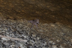 Phyllodactylus xanti