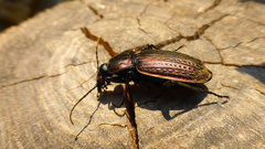 Carabus morbillosus