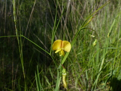 Lathyrus annuus