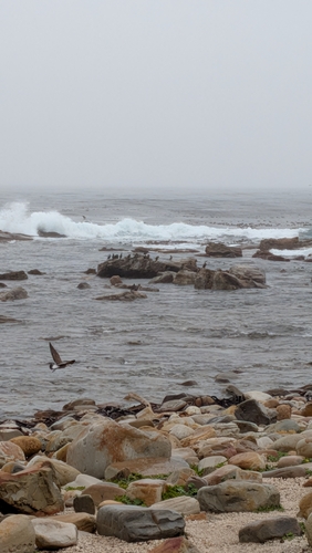 iNaturalist image