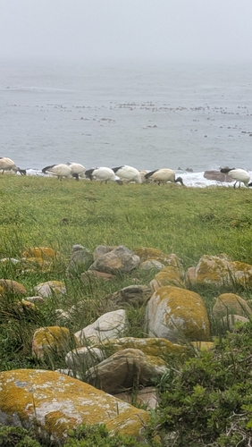 iNaturalist image