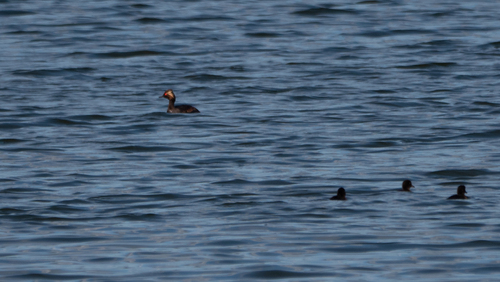 iNaturalist image
