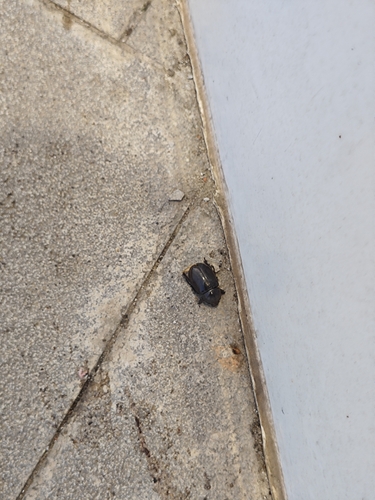 Xylotrupes socrates tonkinensis