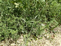 Verbena montevidensis