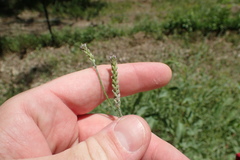 Verbena montevidensis