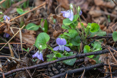Viola sacchalinensis