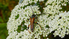 Stenopterus ater