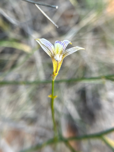 Scaevola depauperata, 2026-07-23