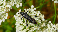 Stenopterus ater