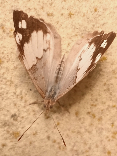 Eunica eburnea