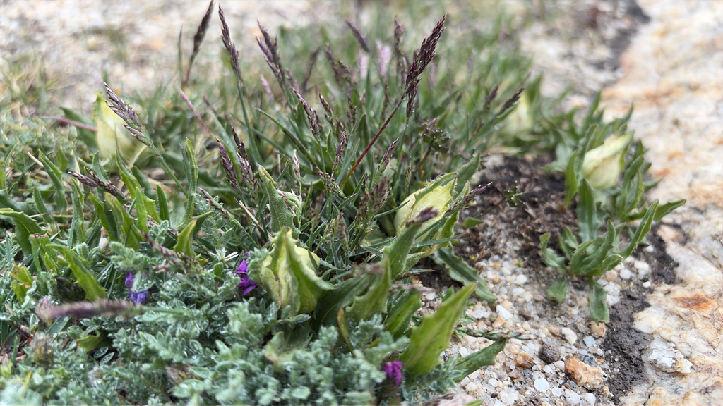 Saussurea schultzii