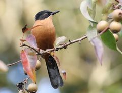 Heterophasia capistrata
