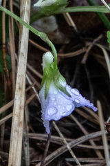 Viola sacchalinensis