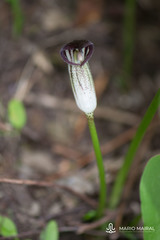 Arisarum