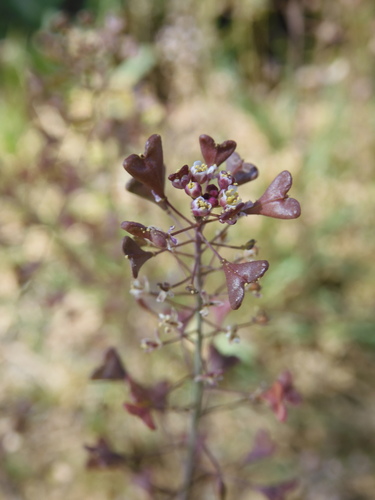 Capsella rubella iNat (1)