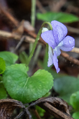 Viola sacchalinensis