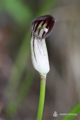 Arisarum