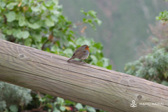 Erithacus rubecula superbus