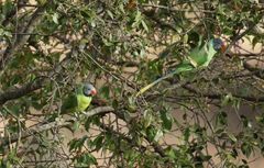 Psittacula himalayana